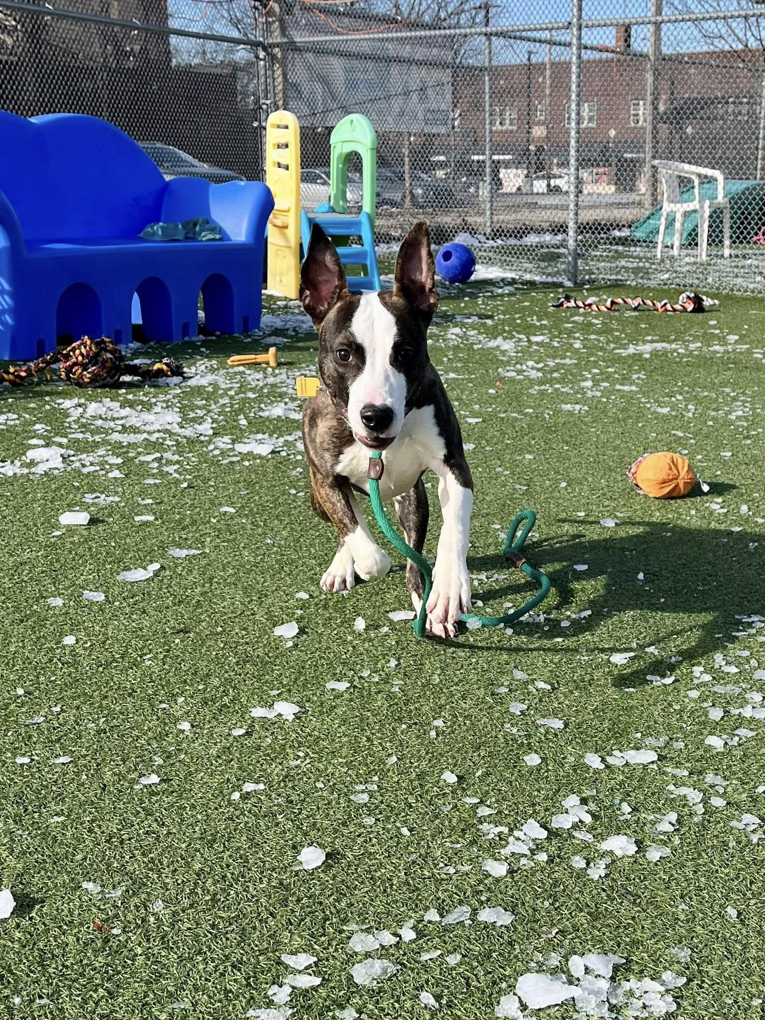 Enlarge Venus, a Adoptable mixed breed in Cleveland, OH image 6/6