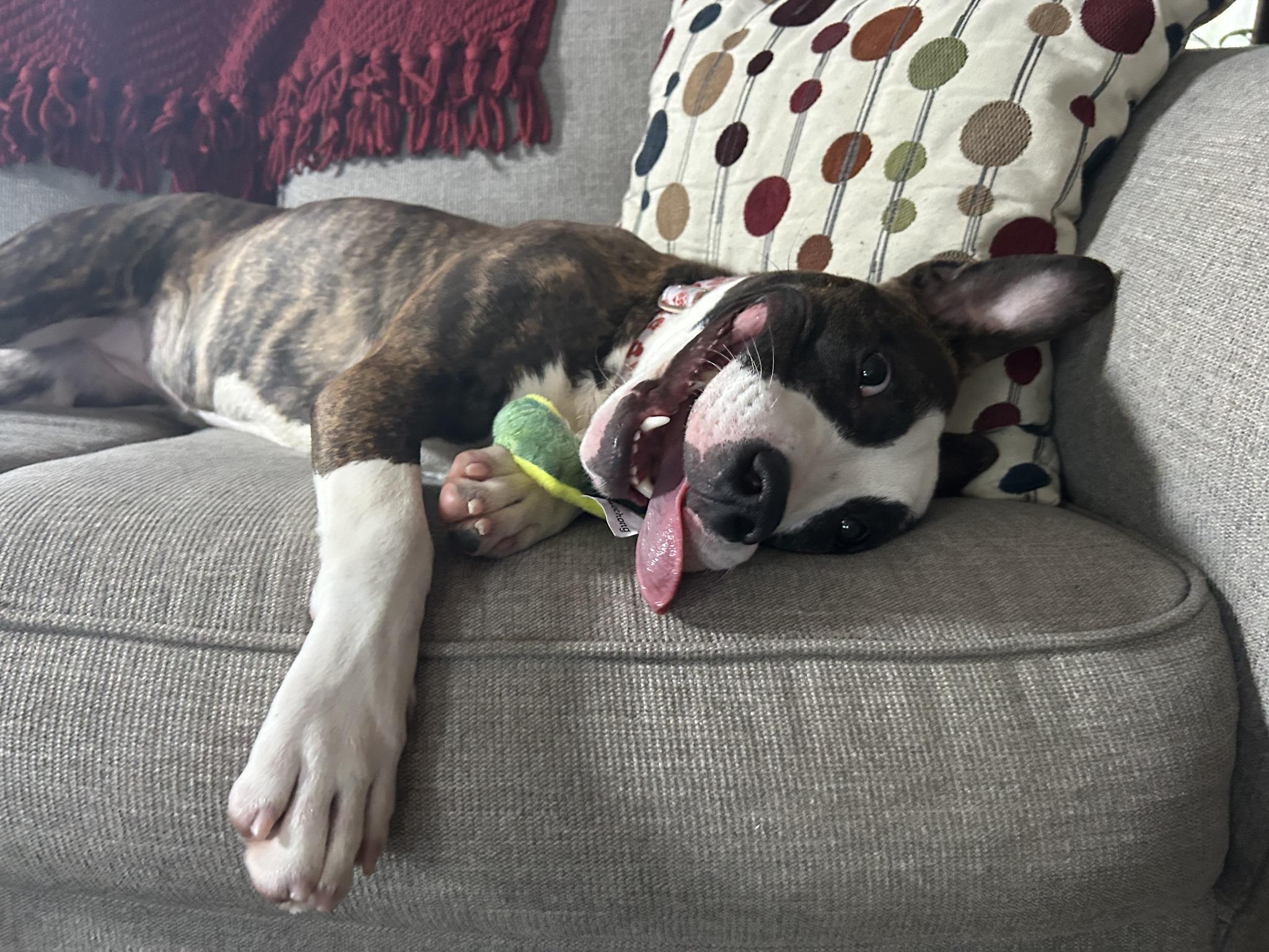 Enlarge Venus, a Adoptable mixed breed in Cleveland, OH image 1/6