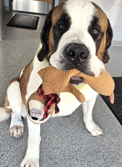 Enlarge Smalls, a ADOPTABLE mixed breed in Waupaca, WI image 1/1