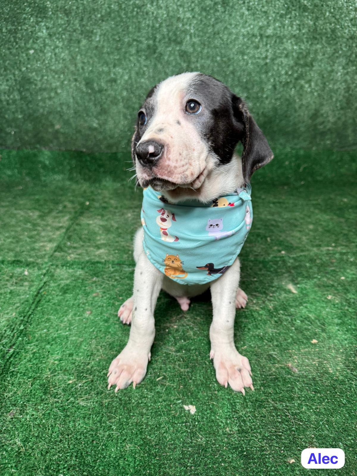 Enlarge Alec, a ADOPTABLE mixed breed in New York, NY image 2/2