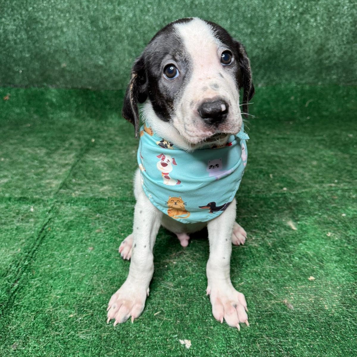 Alec, ADOPTABLE, Young Male Hound.