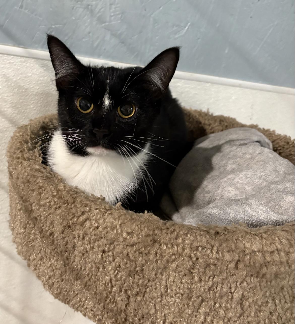 Enlarge Lexi & Lily, a ADOPTABLE Domestic Short Hair in Wadsworth, OH image 1/2