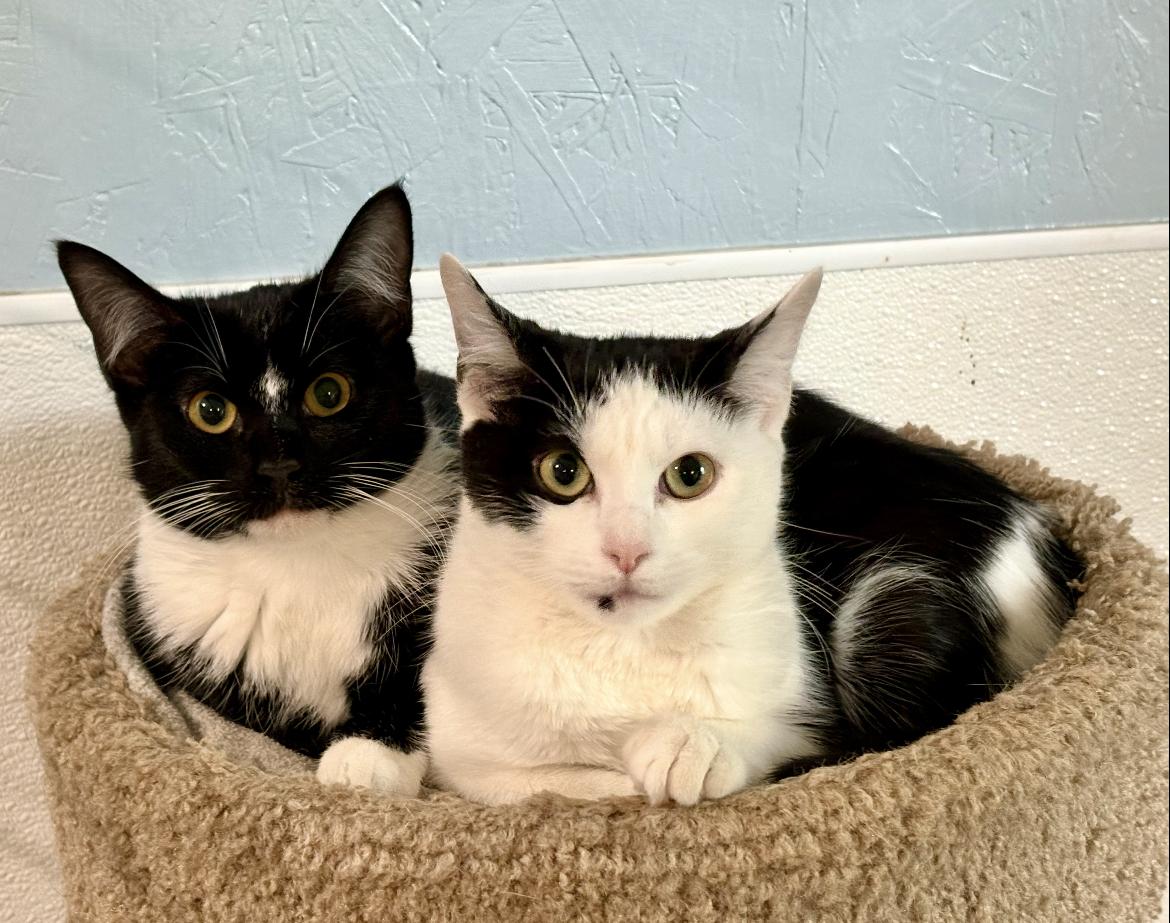 Lexi & Lily, ADOPTABLE, Kitten Female Domestic Short Hair.