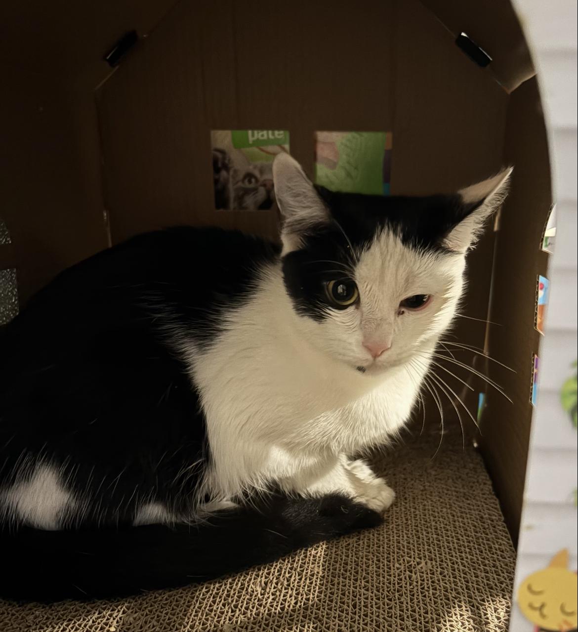 Enlarge Lexi & Lily, a ADOPTABLE Domestic Short Hair in Wadsworth, OH image 2/2
