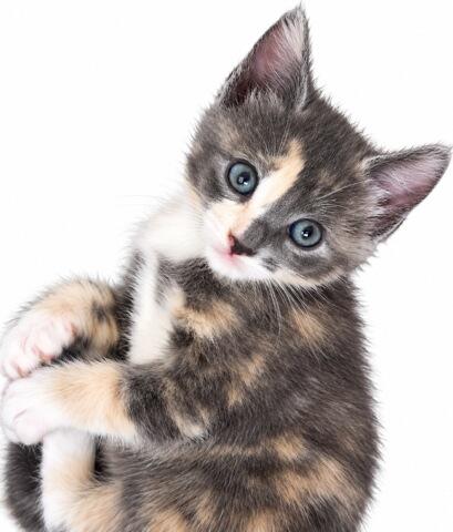 Claire (Available for pre-adoption), Adopted, Kitten Female Domestic Short Hair.