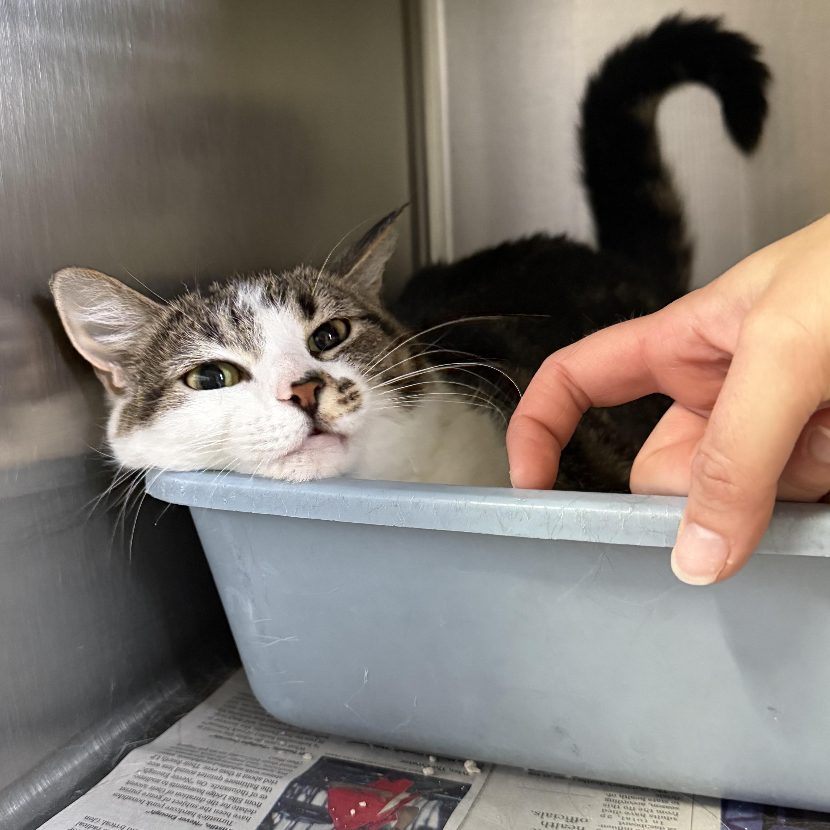 Bailey, an adoptable Domestic Short Hair in Exeter, RI image 3/4