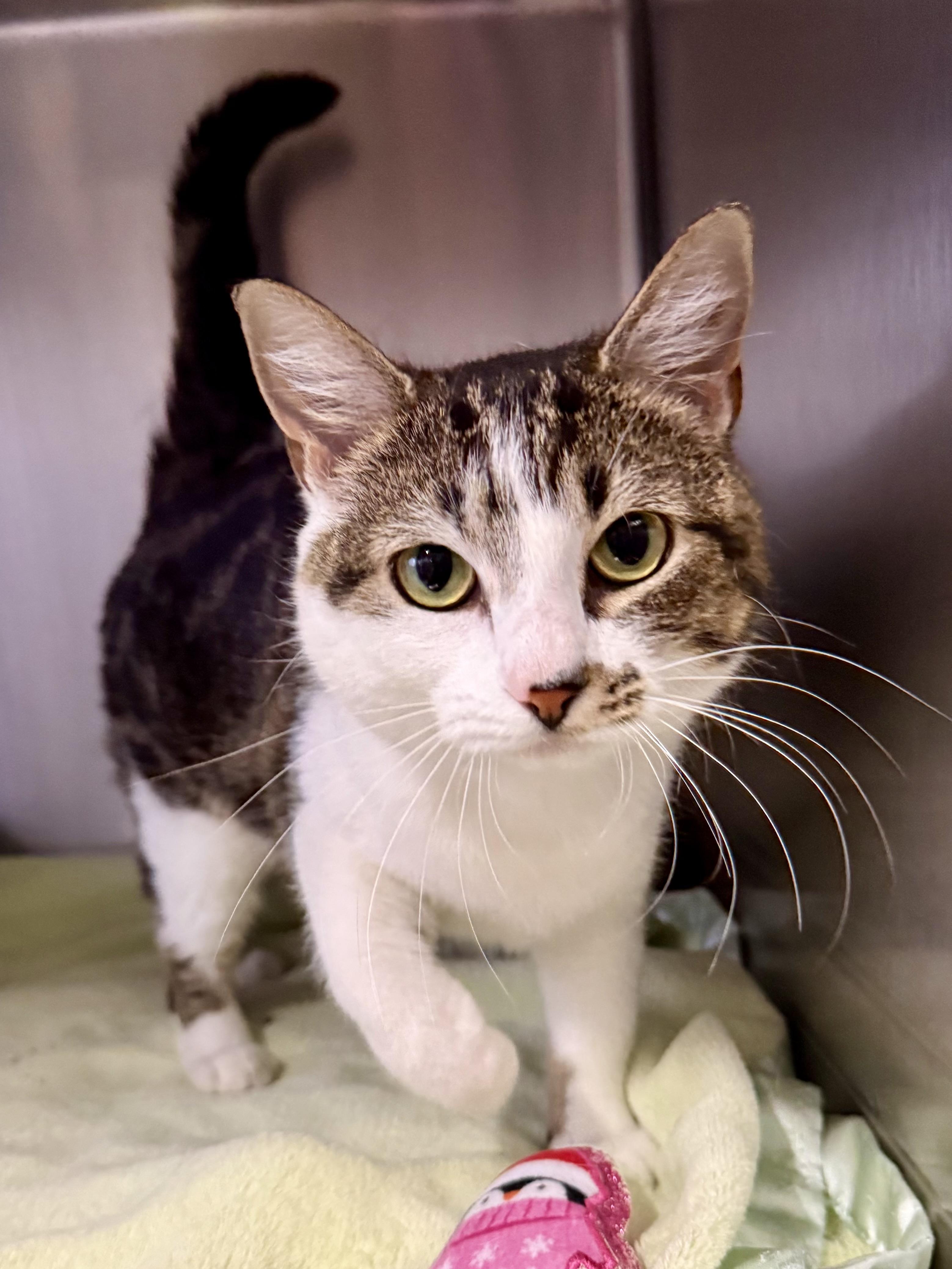 Bailey, an adoptable Domestic Short Hair in Exeter, RI image 1/4