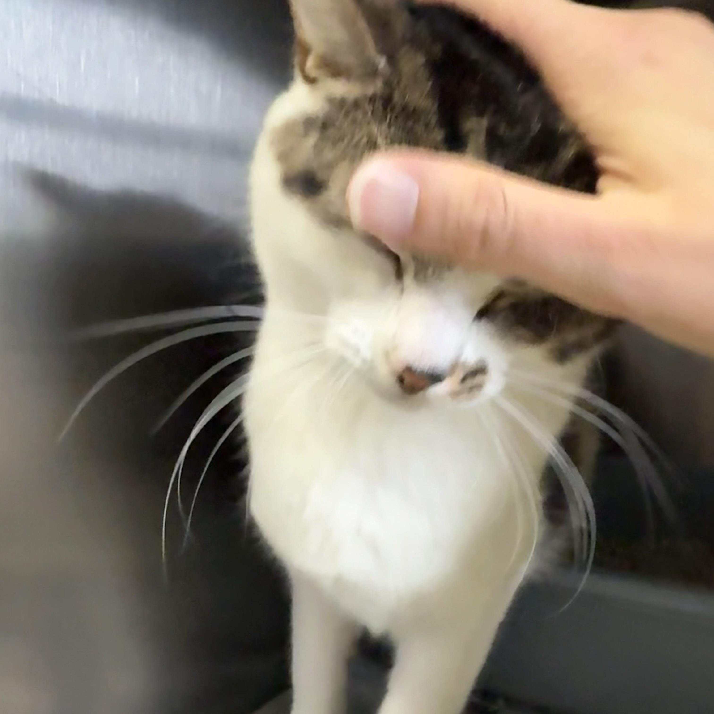 Bailey, an adoptable Domestic Short Hair in Exeter, RI image 4/4