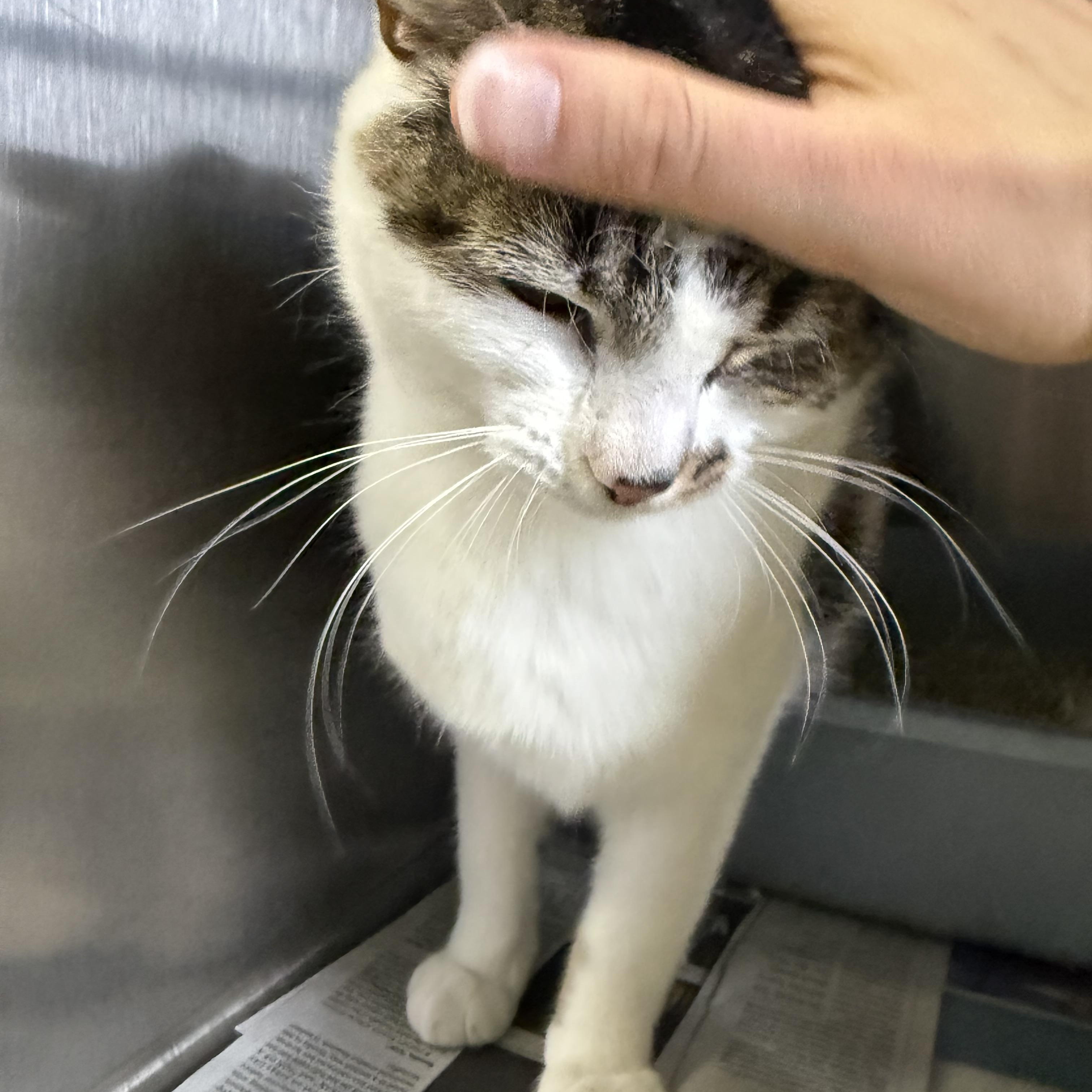 Bailey, an adoptable Domestic Short Hair in Exeter, RI image 2/4