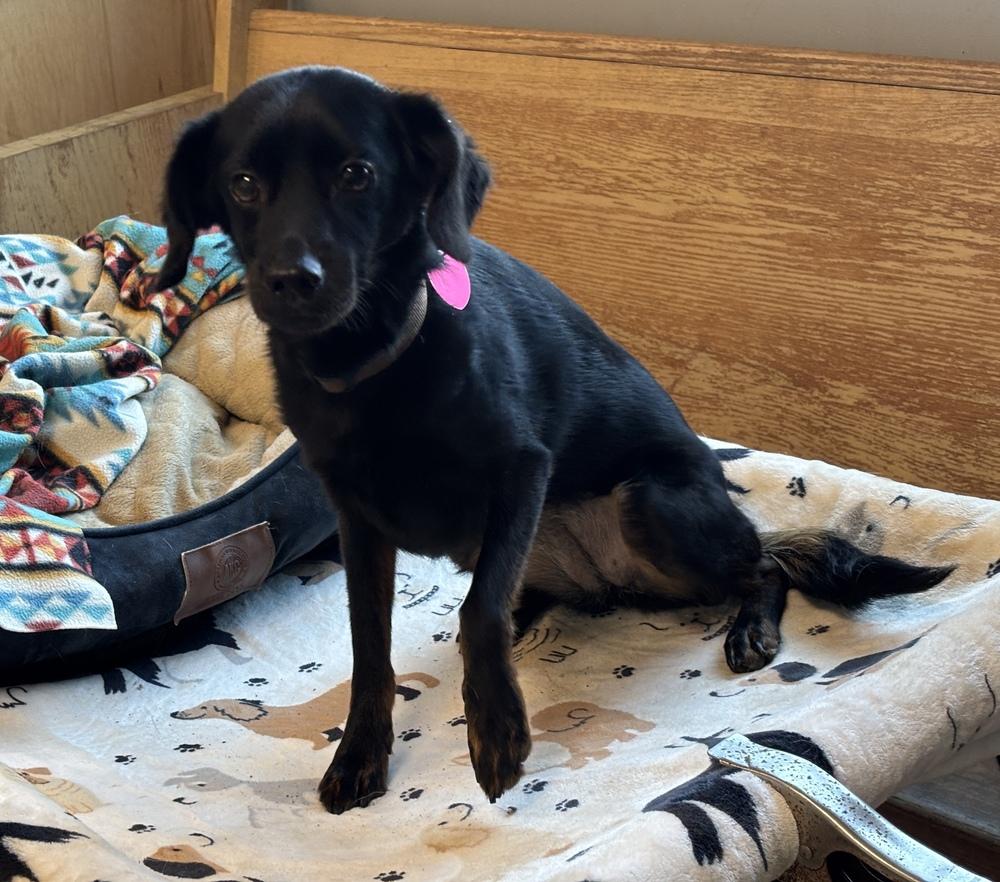 Enlarge Paisley, a Adoptable mixed breed in Bartlesville, OK image 1/3