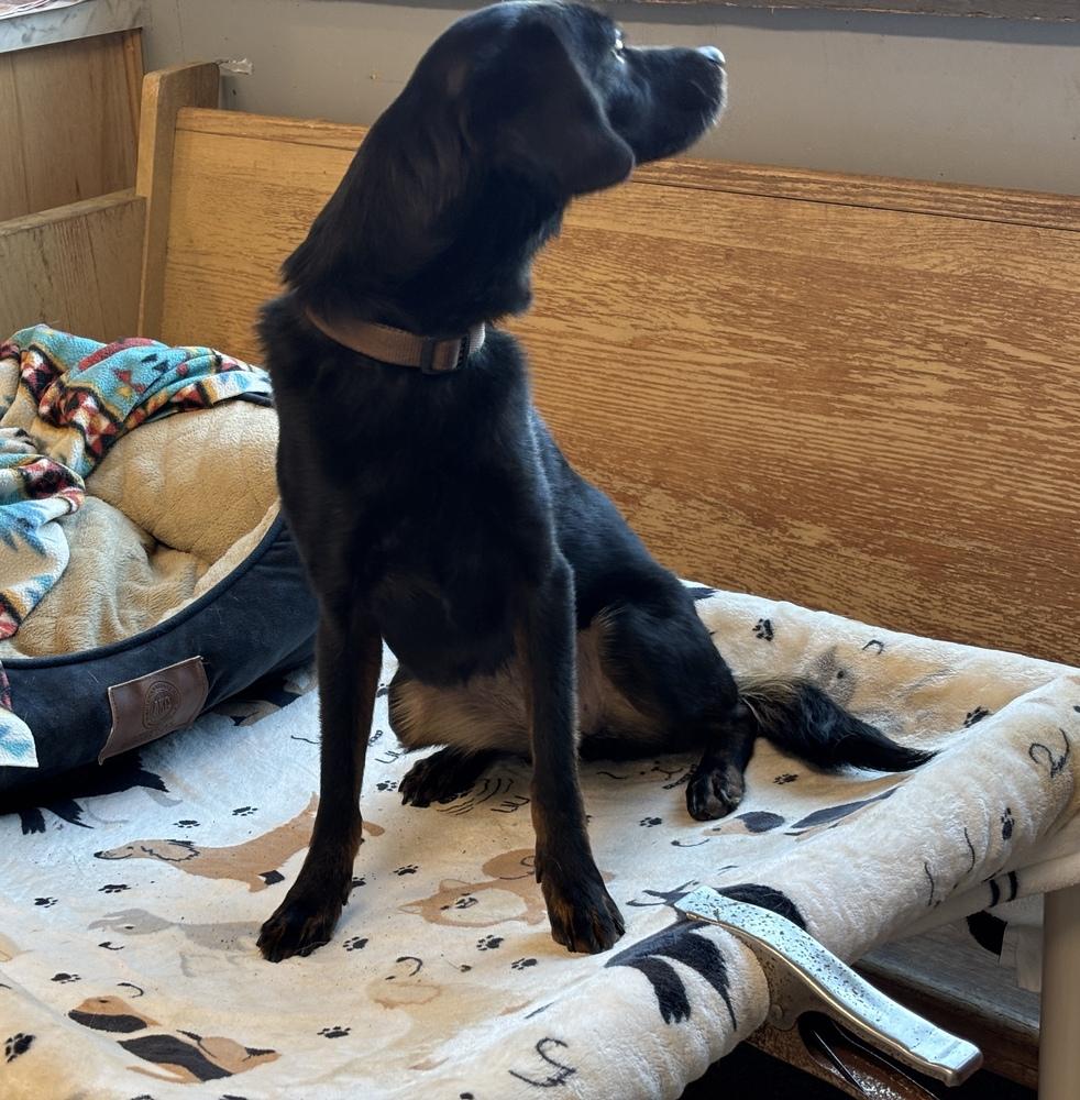 Enlarge Paisley, a Adoptable mixed breed in Bartlesville, OK image 2/3