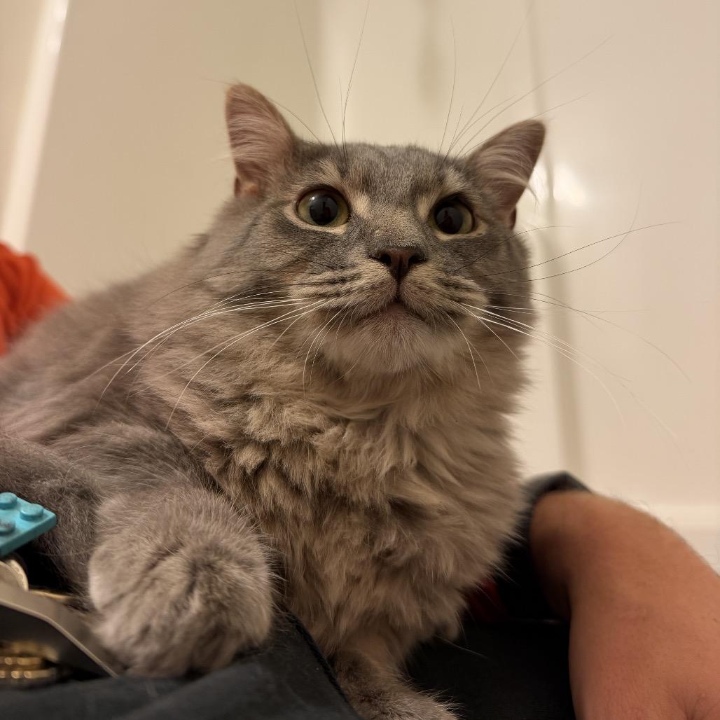 Gary, Adoptable, Young Male Domestic Medium Hair.