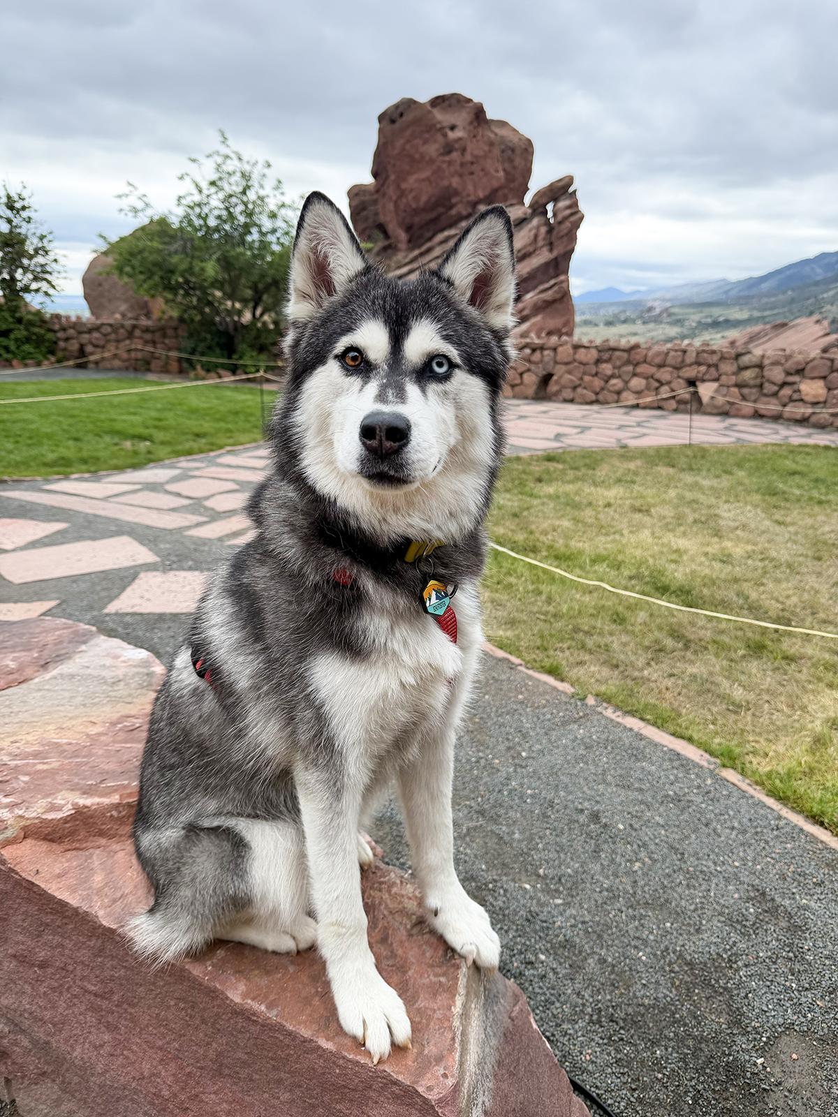 Iceland - Carbondale, CO, a Adoptable mixed breed in Carbondale, CO image 2/6