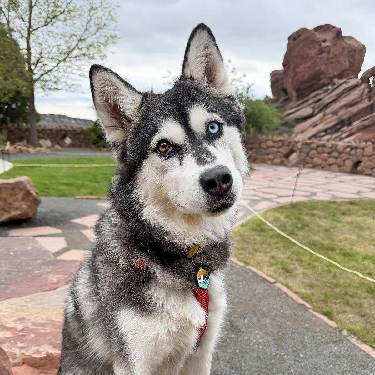 Iceland - Carbondale, CO, Adoptable, Young Female Husky & Siberian Husky.