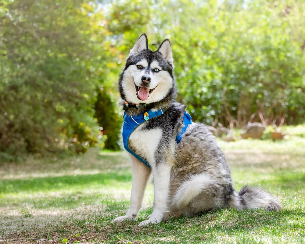 Enlarge Iceland - Carbondale, CO, a Adoptable mixed breed in Carbondale, CO image 2/6