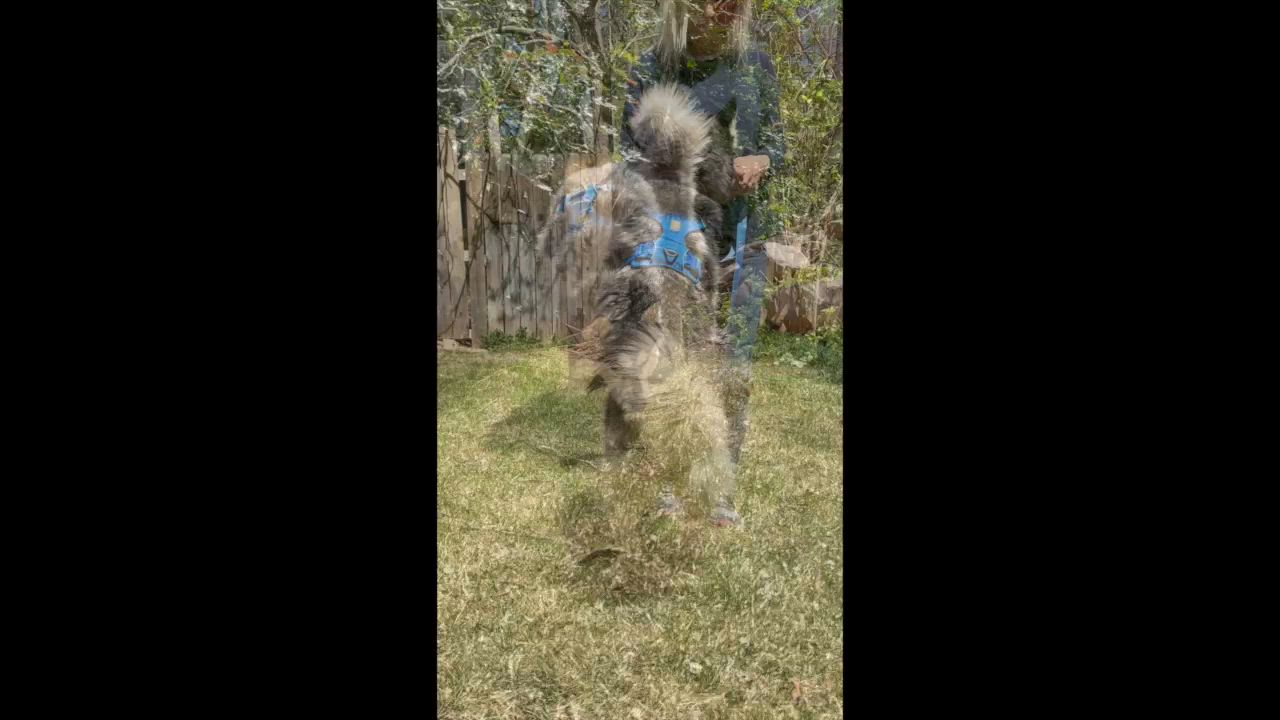 Enlarge Iceland - Carbondale, CO, a Adoptable mixed breed in Carbondale, CO video 5/6