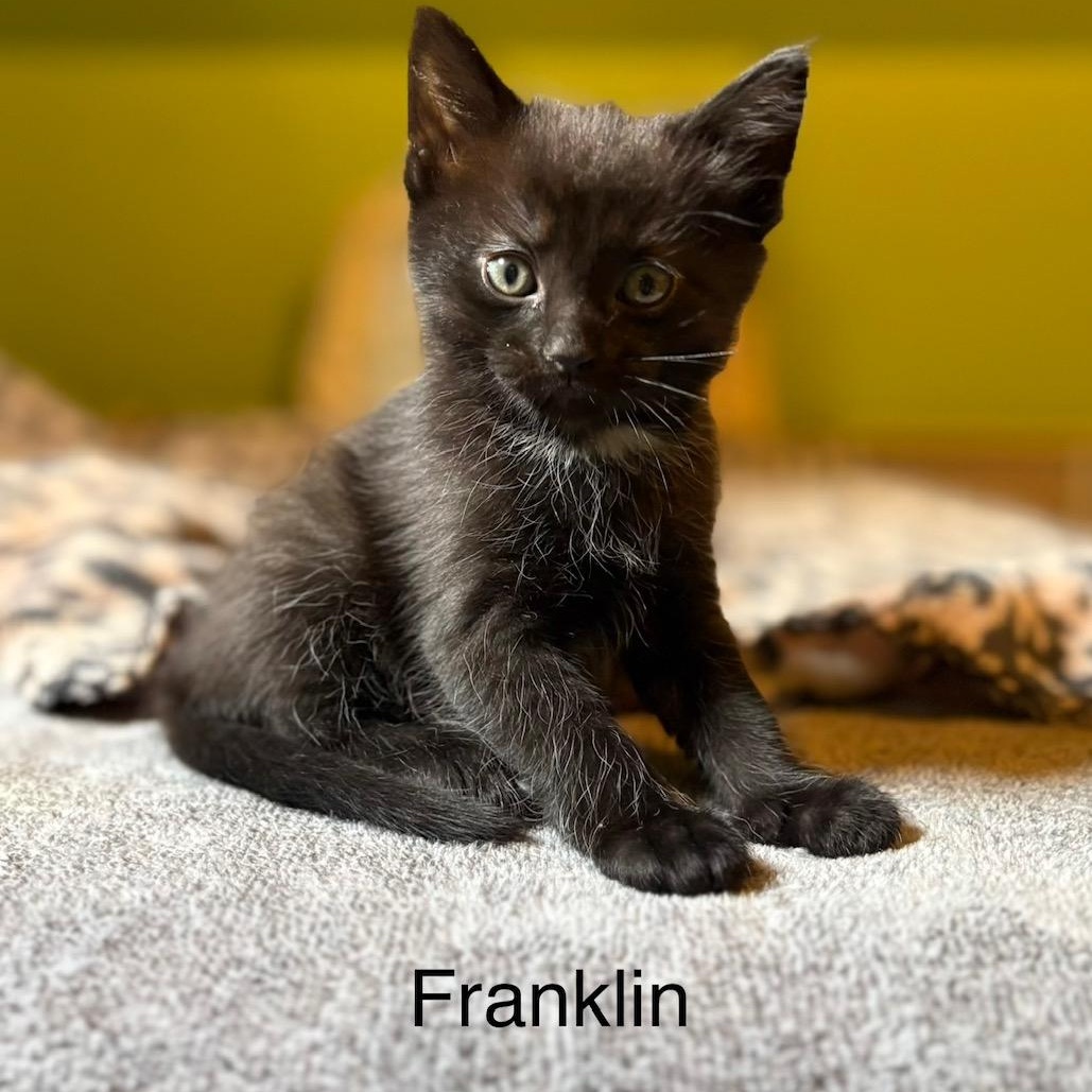 Franklin, ADOPTABLE, Kitten Male Domestic Short Hair.