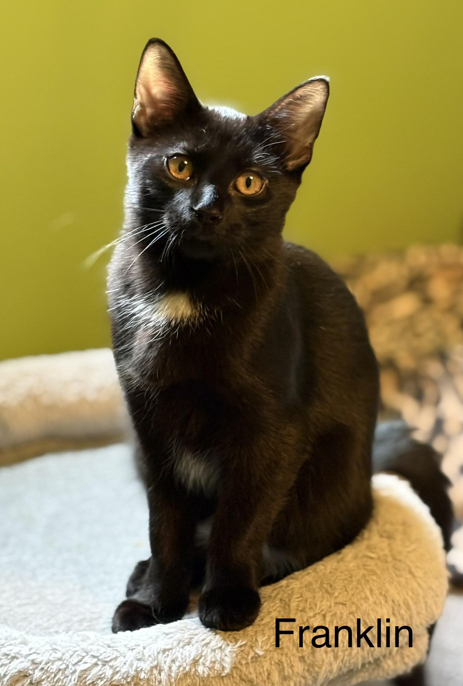 Enlarge Franklin, a Adoptable Domestic Short Hair in Johnson City, TN image 2/5