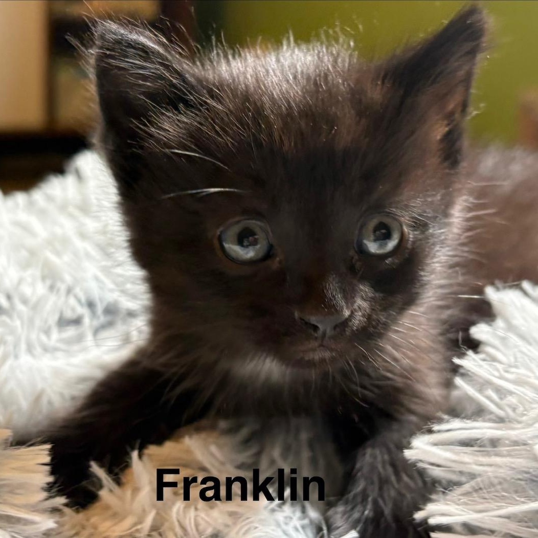 Franklin, a ADOPTABLE Domestic Short Hair in Johnson City, TN image 2/2