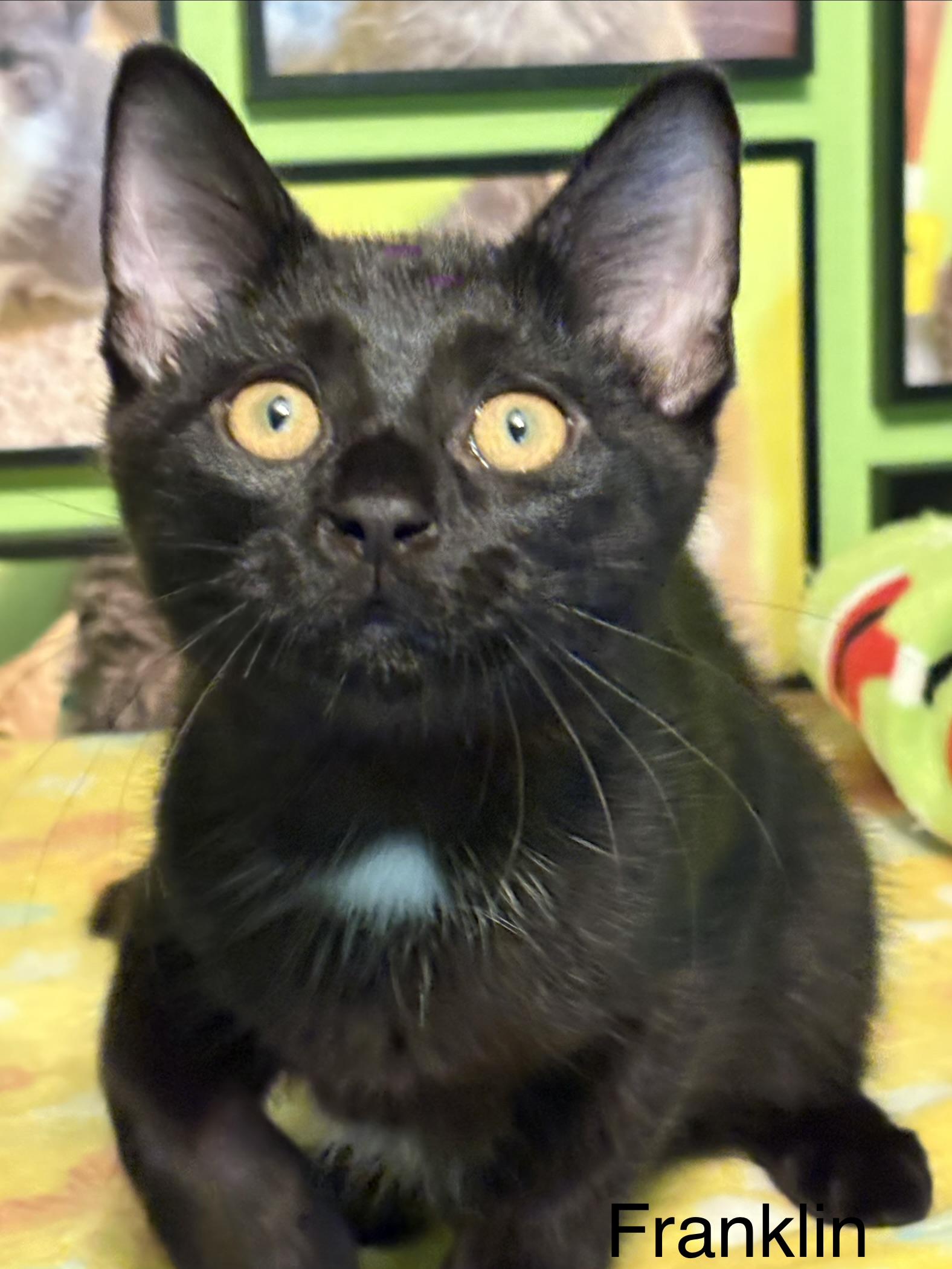 Enlarge Franklin, a Adoptable Domestic Short Hair in Johnson City, TN image 5/5
