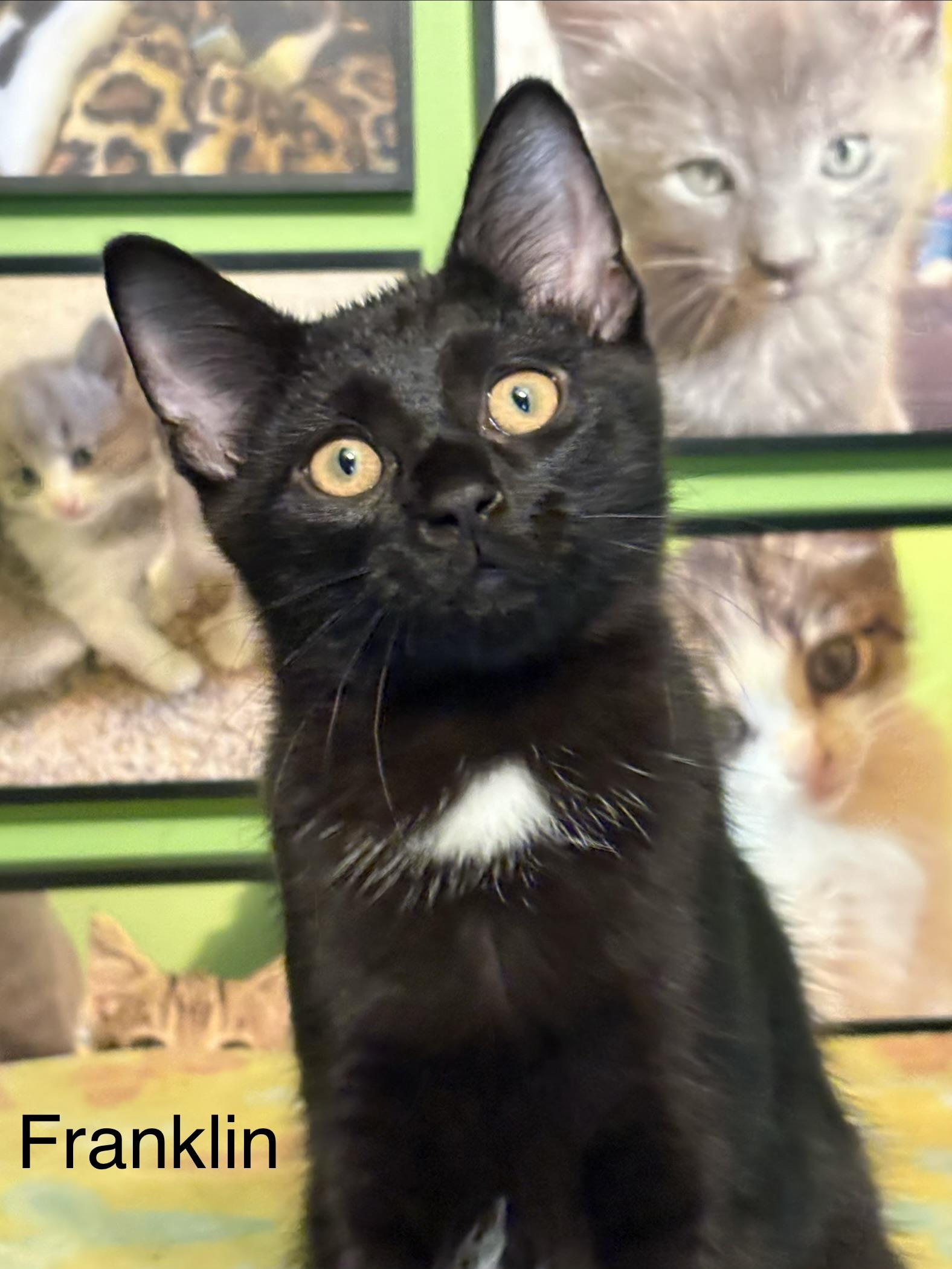 Enlarge Franklin, a Adoptable Domestic Short Hair in Johnson City, TN image 4/5