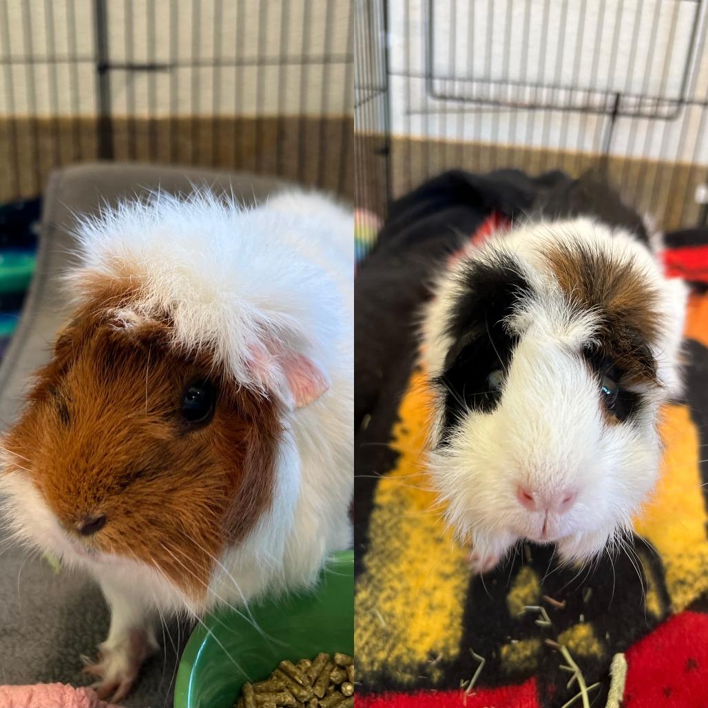 Fluff, Adoptable, Adult Female Guinea Pig.