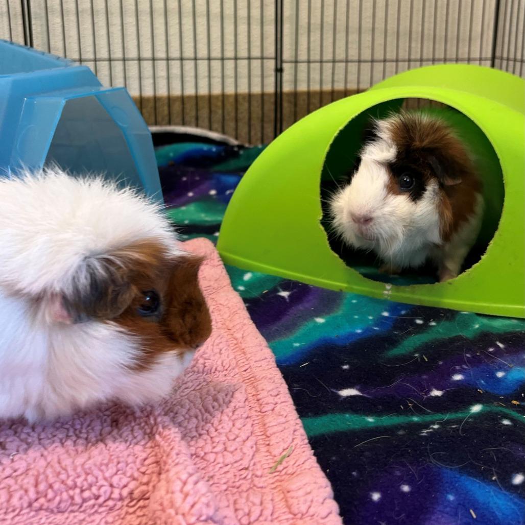 Enlarge Fluff, a Adoptable Guinea Pig in Manchester, CT image 2/6