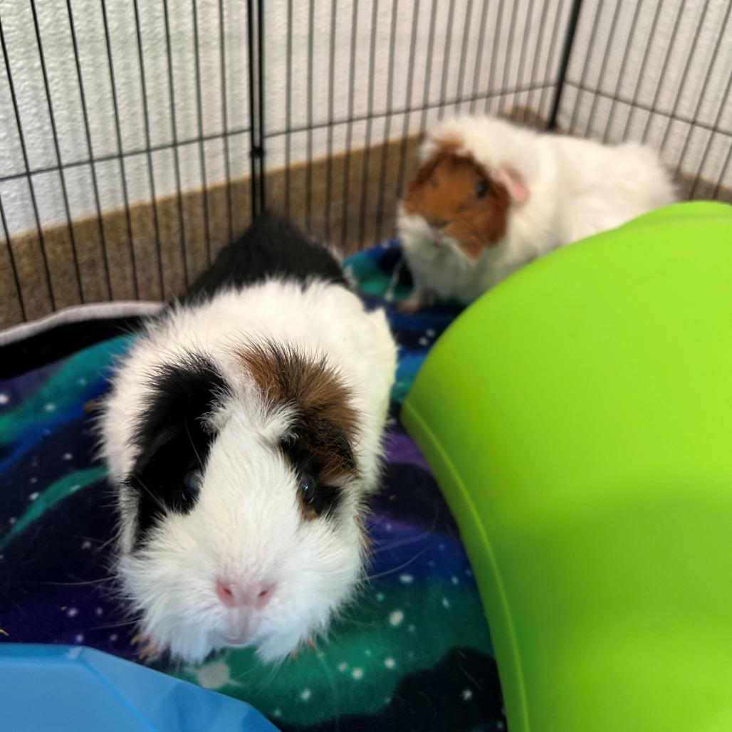 Enlarge Fluff, a Adoptable Guinea Pig in Manchester, CT image 3/6