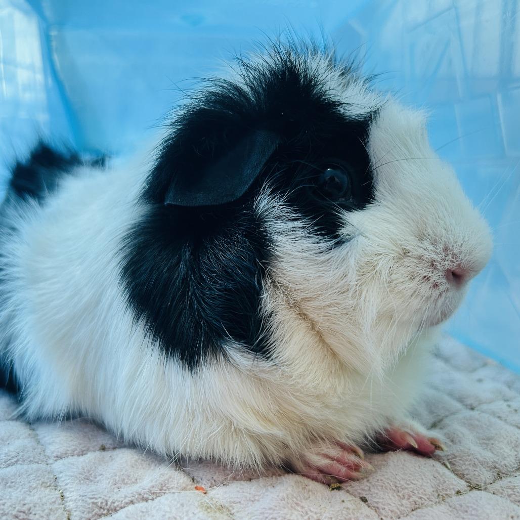 Enlarge Fluff, a Adoptable Guinea Pig in Manchester, CT image 4/6