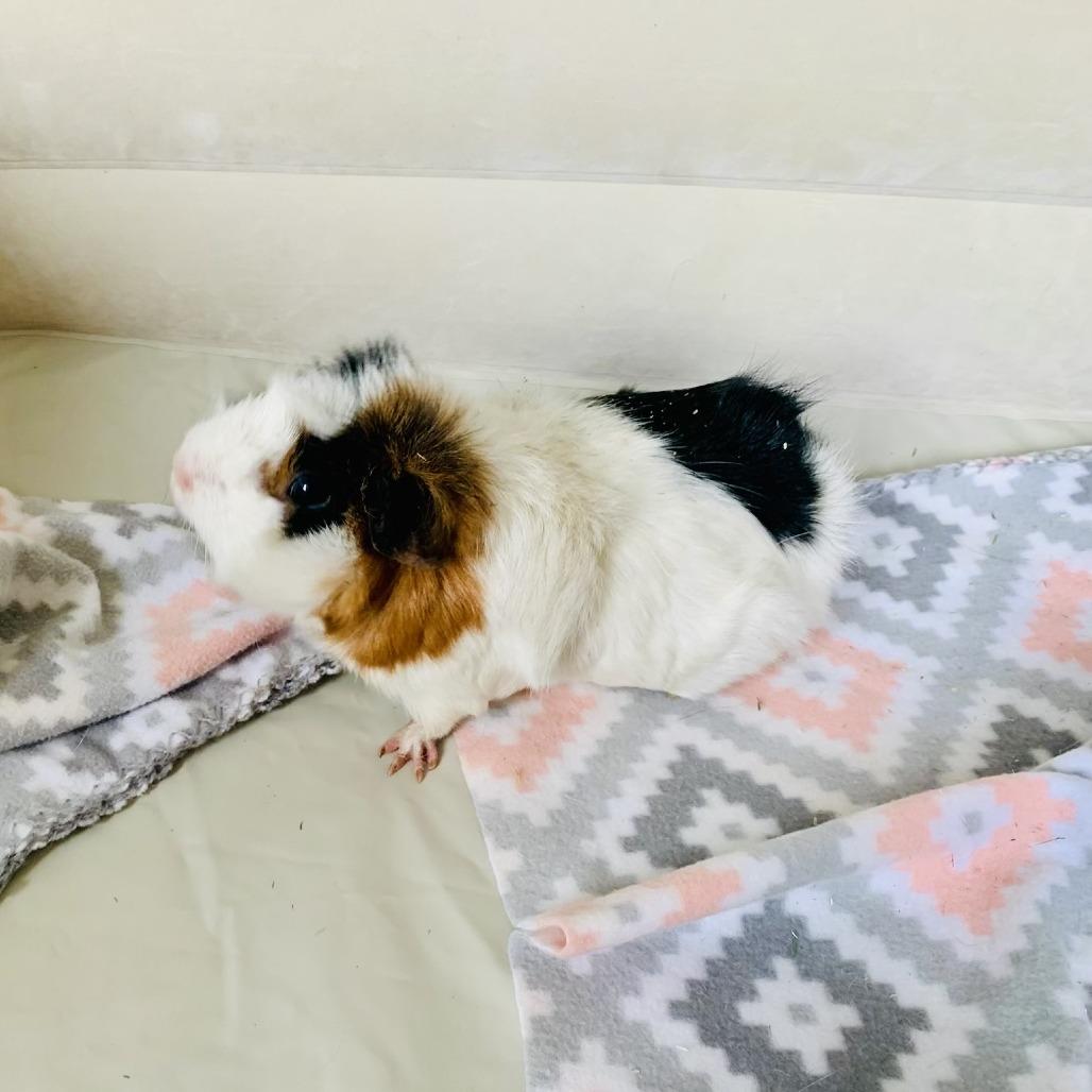 Enlarge Fluff, a Adoptable Guinea Pig in Manchester, CT image 5/6