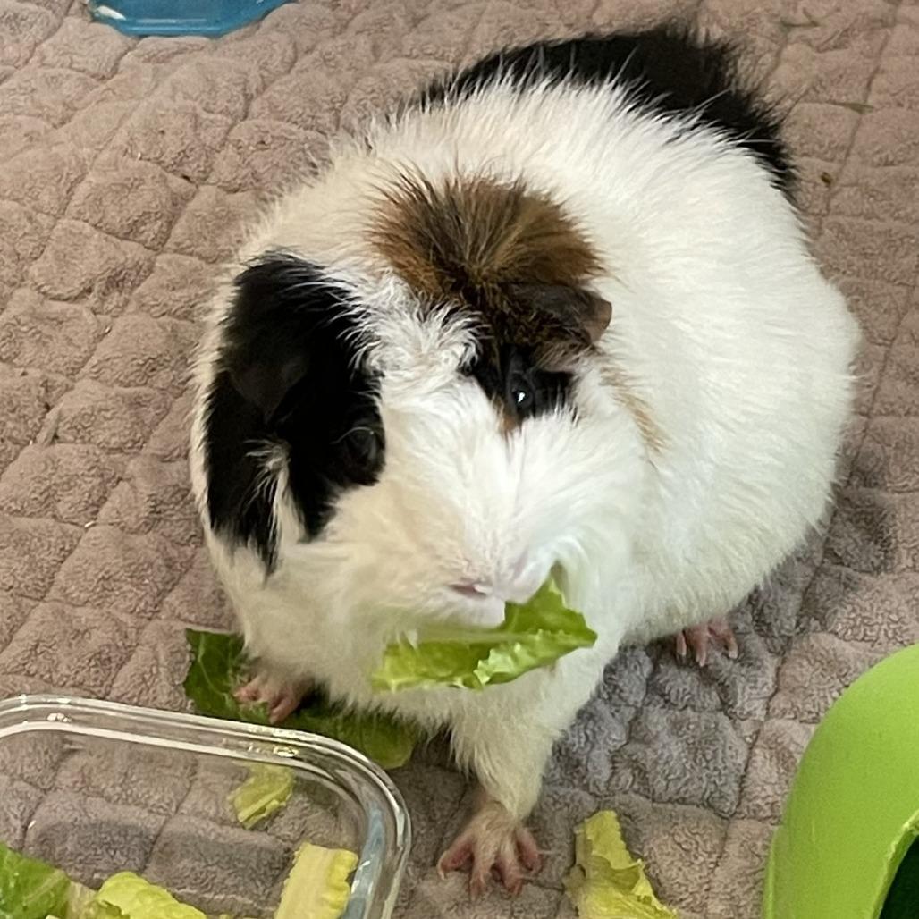 Enlarge Fluff, a Adoptable Guinea Pig in Manchester, CT image 6/6