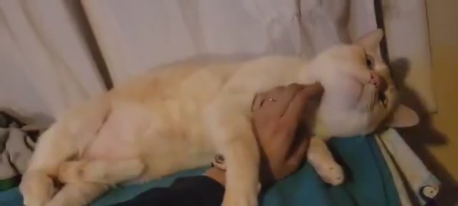 Enlarge Justice, a Adopted Siamese in Santa Monica, CA video 9/14