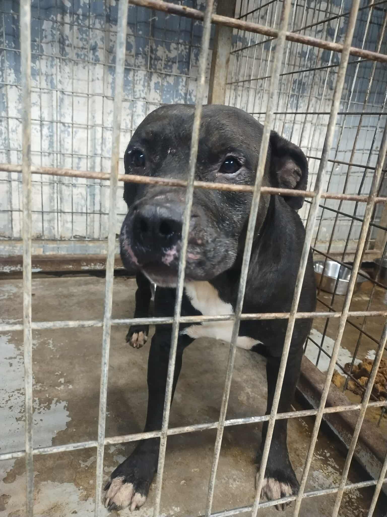 Enlarge Dexter, a ADOPTABLE mixed breed in Oregon, WI image 6/6