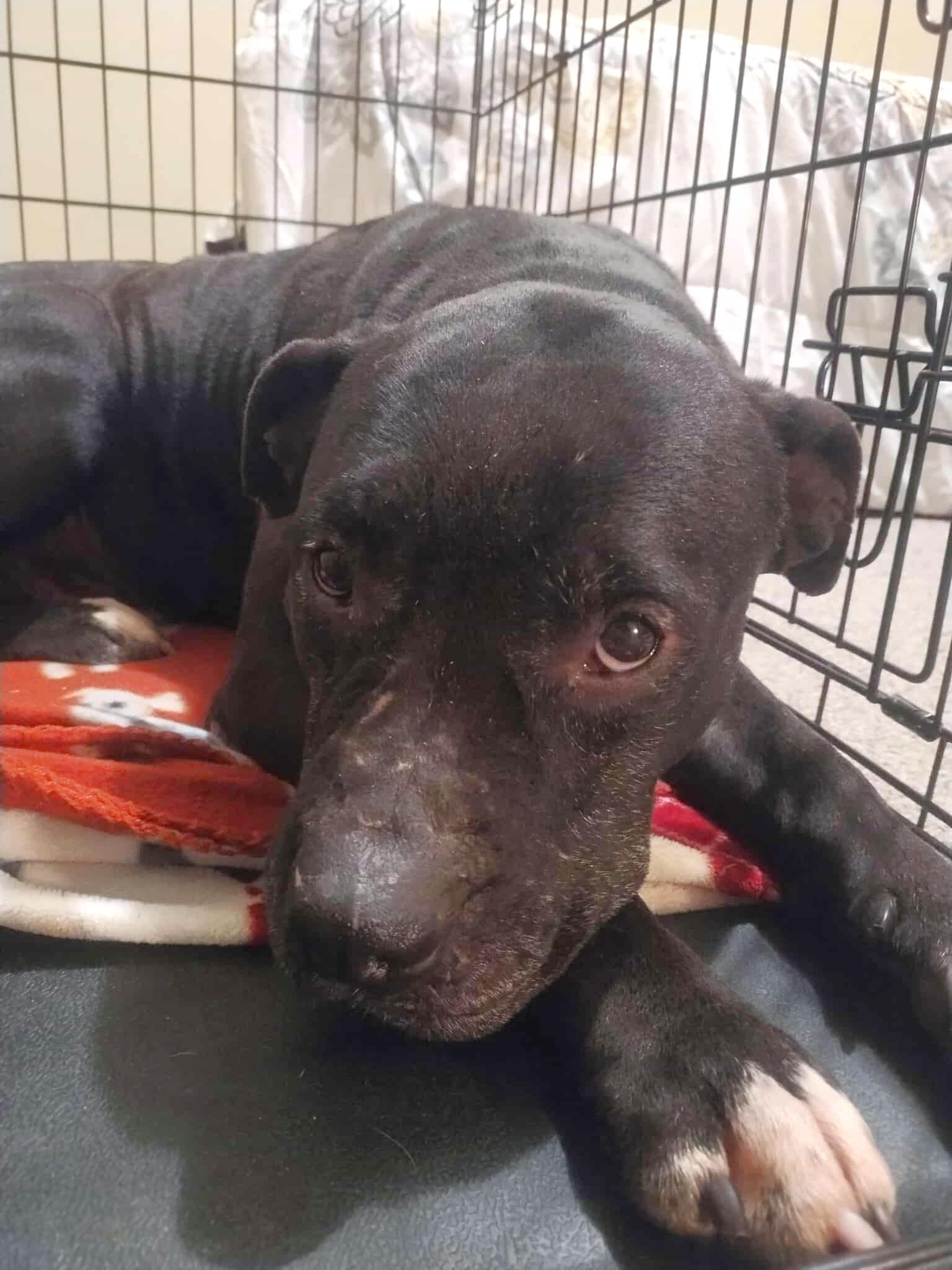 Dexter, ADOPTABLE, Young Male American Staffordshire Terrier.