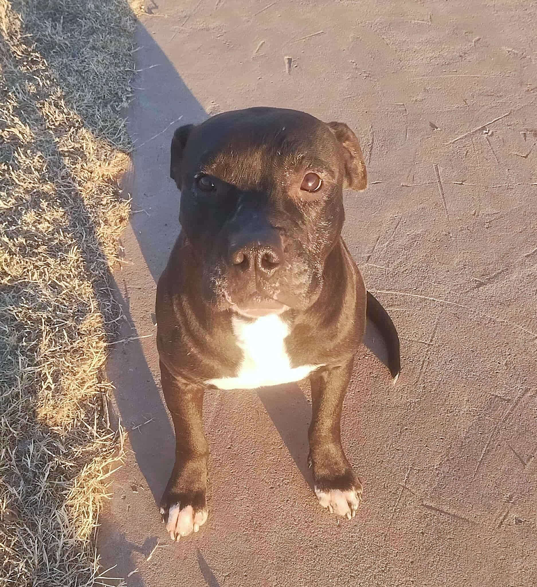 Enlarge Dexter, a ADOPTABLE mixed breed in Oregon, WI image 2/6