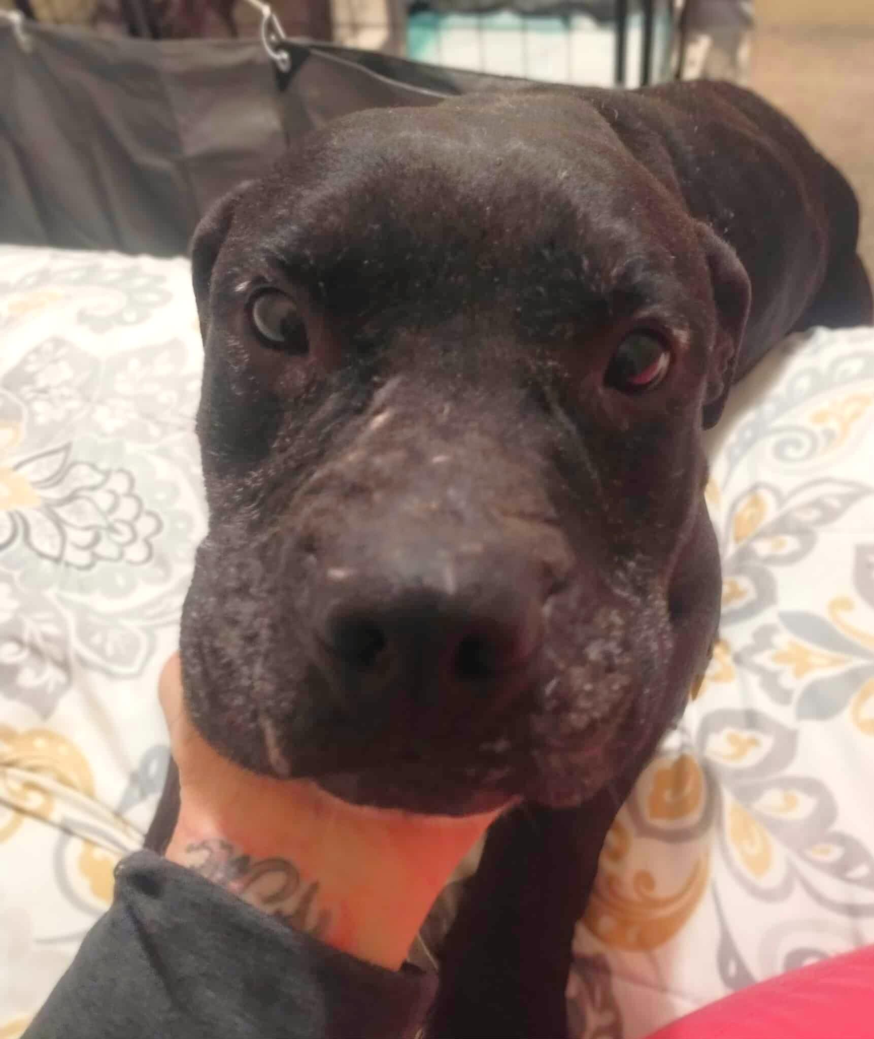 Enlarge Dexter, a ADOPTABLE mixed breed in Oregon, WI image 5/6