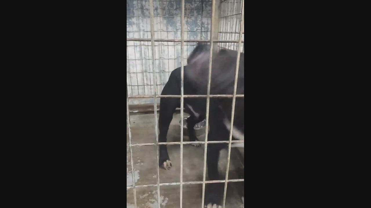 Enlarge Dexter, a ADOPTABLE mixed breed in Oregon, WI video 3/6