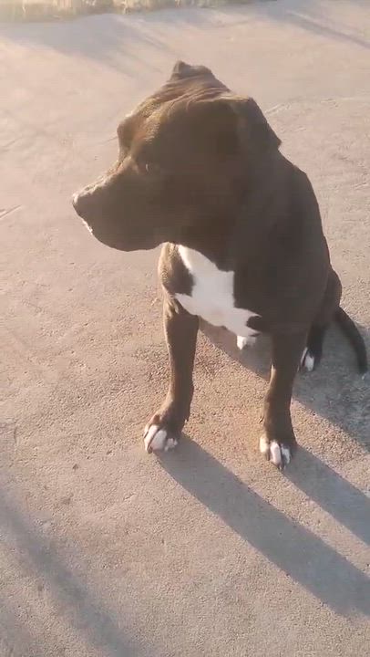 Enlarge Dexter, a ADOPTABLE mixed breed in Oregon, WI video 4/6