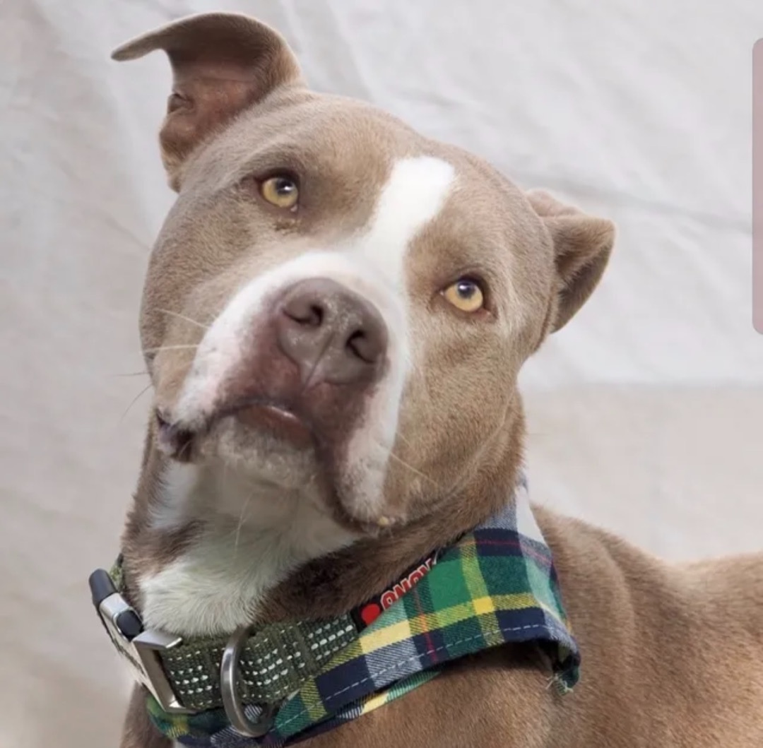 Enlarge Cregor , a Adoptable Staffordshire Bull Terrier in Canyon, TX image 1/1