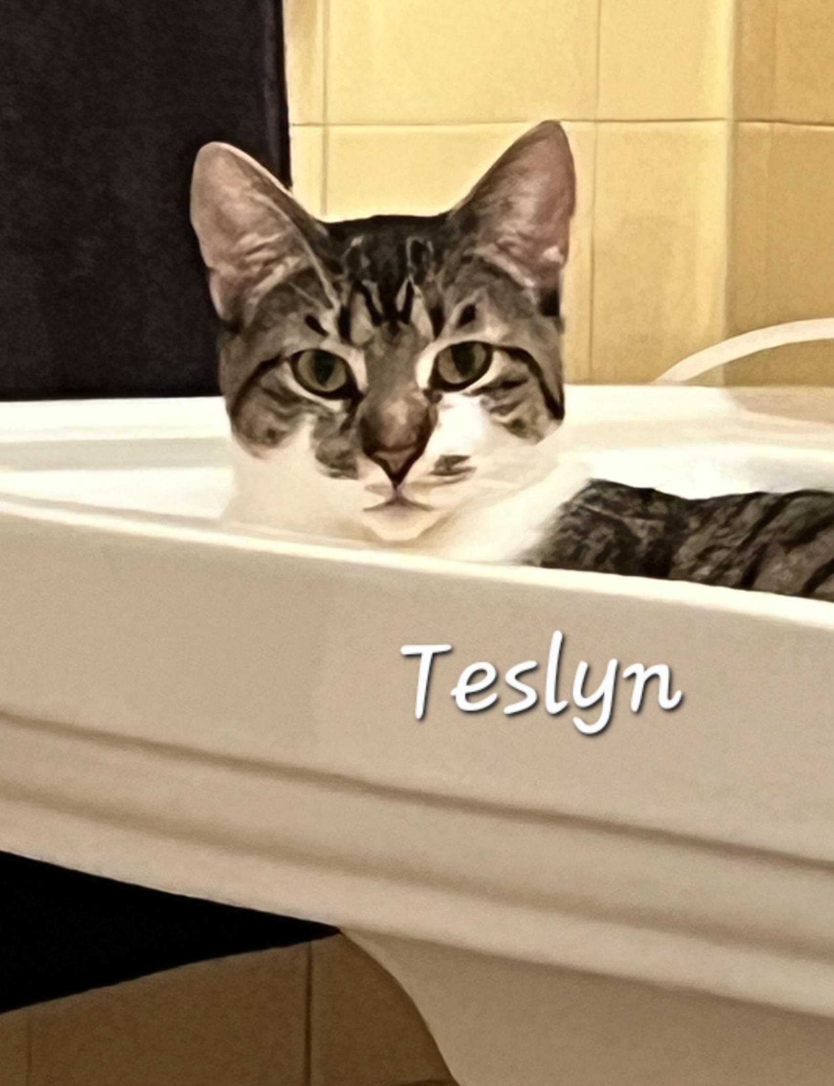 Teslyn, a ADOPTABLE Domestic Short Hair in Redondo Beach, CA image 2/6