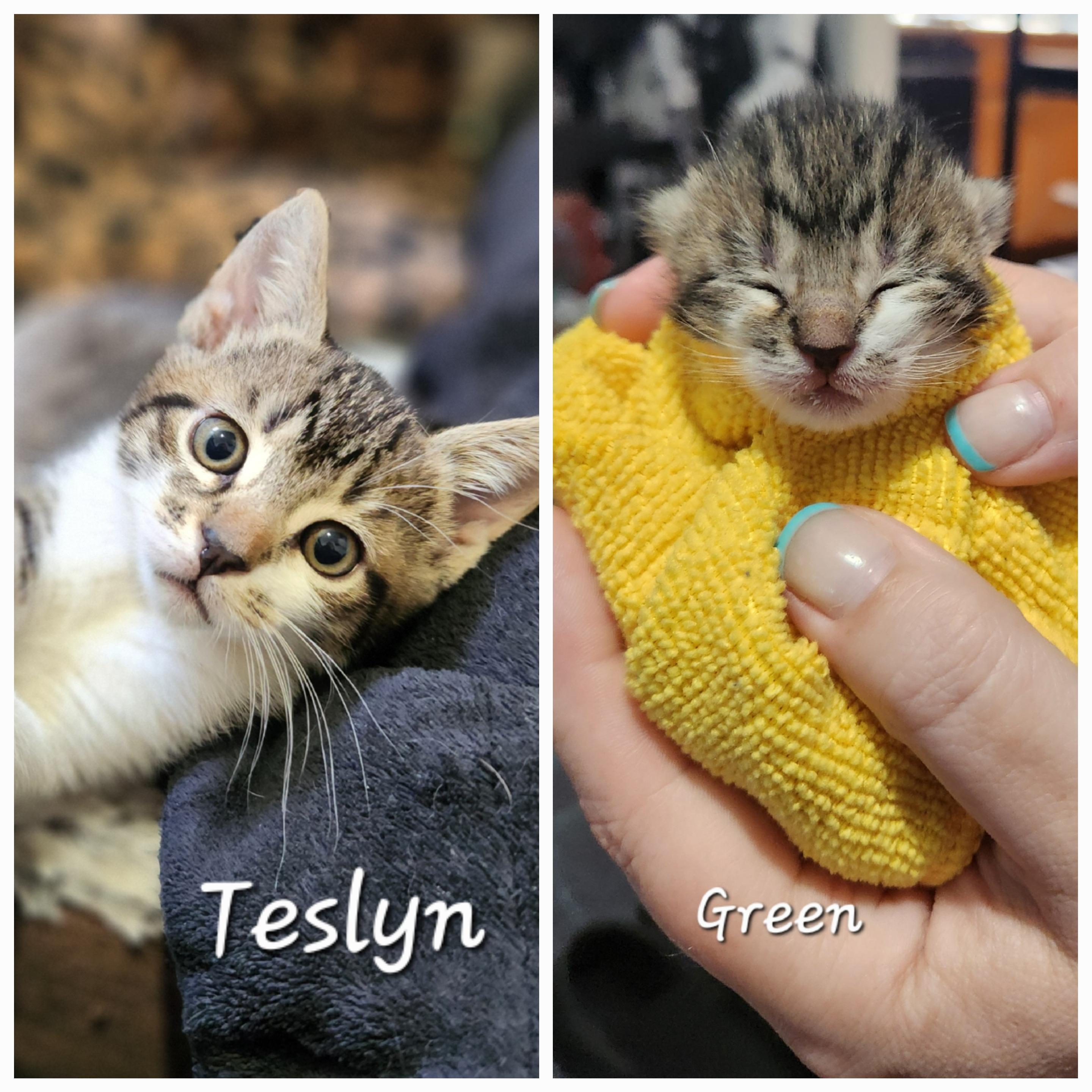 Teslyn, a ADOPTABLE Domestic Short Hair in Redondo Beach, CA image 6/6