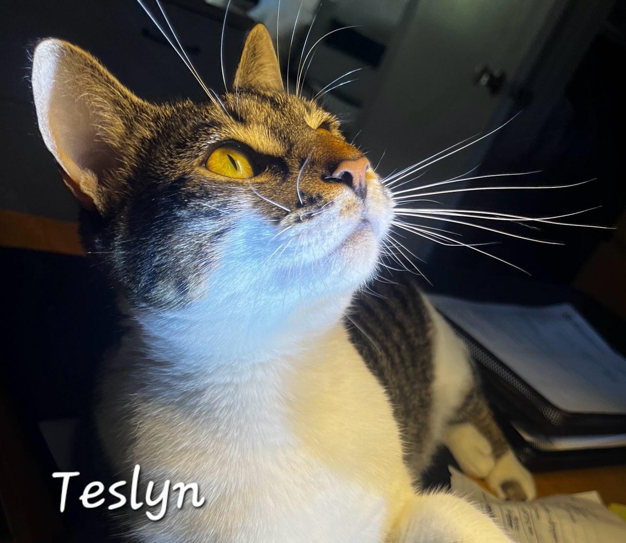 Teslyn, ADOPTABLE, Young Female Domestic Short Hair.