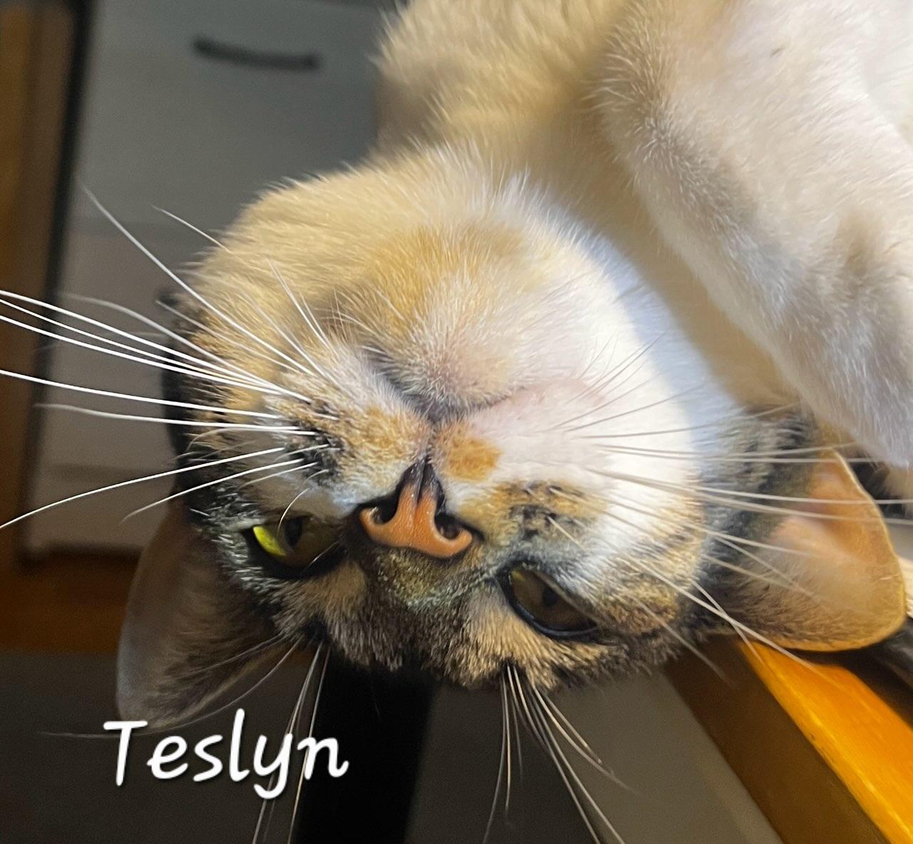 Teslyn, a ADOPTABLE Domestic Short Hair in Redondo Beach, CA image 3/6