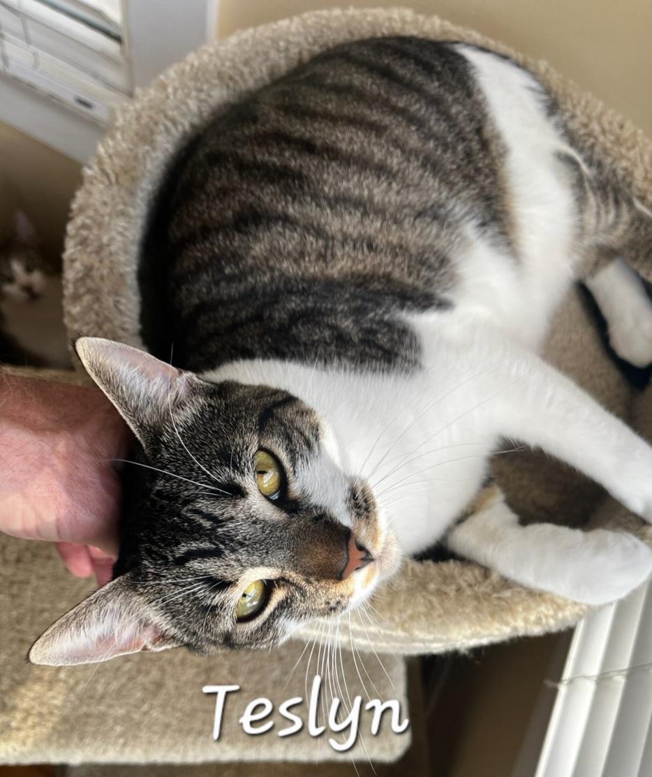 Teslyn, a ADOPTABLE Domestic Short Hair in Redondo Beach, CA image 5/6