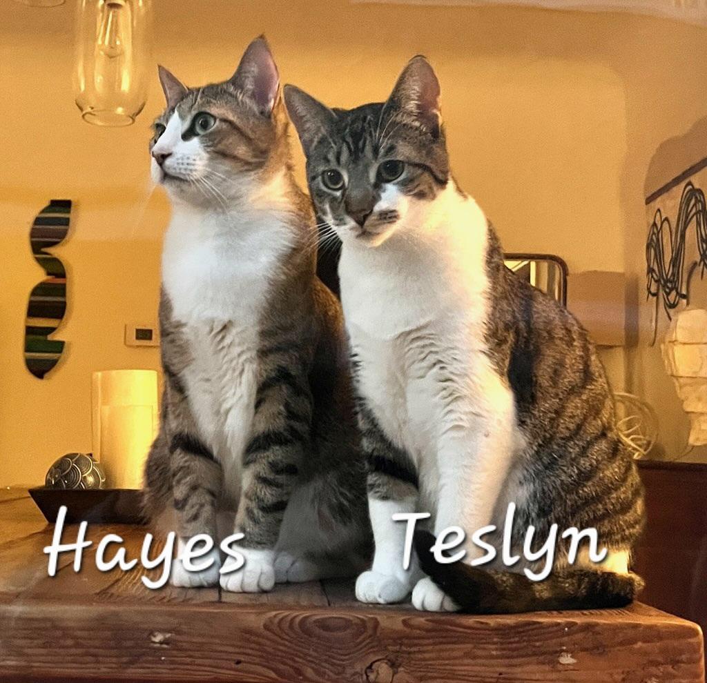 Teslyn, a ADOPTABLE Domestic Short Hair in Redondo Beach, CA image 4/6