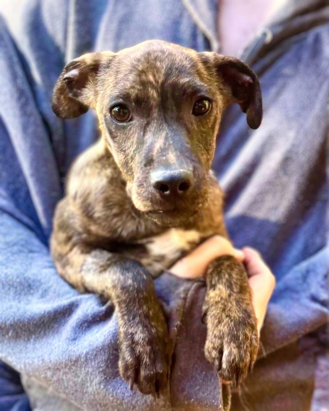 Enlarge Warlock, a Adoptable mixed breed in New York, NY image 3/4