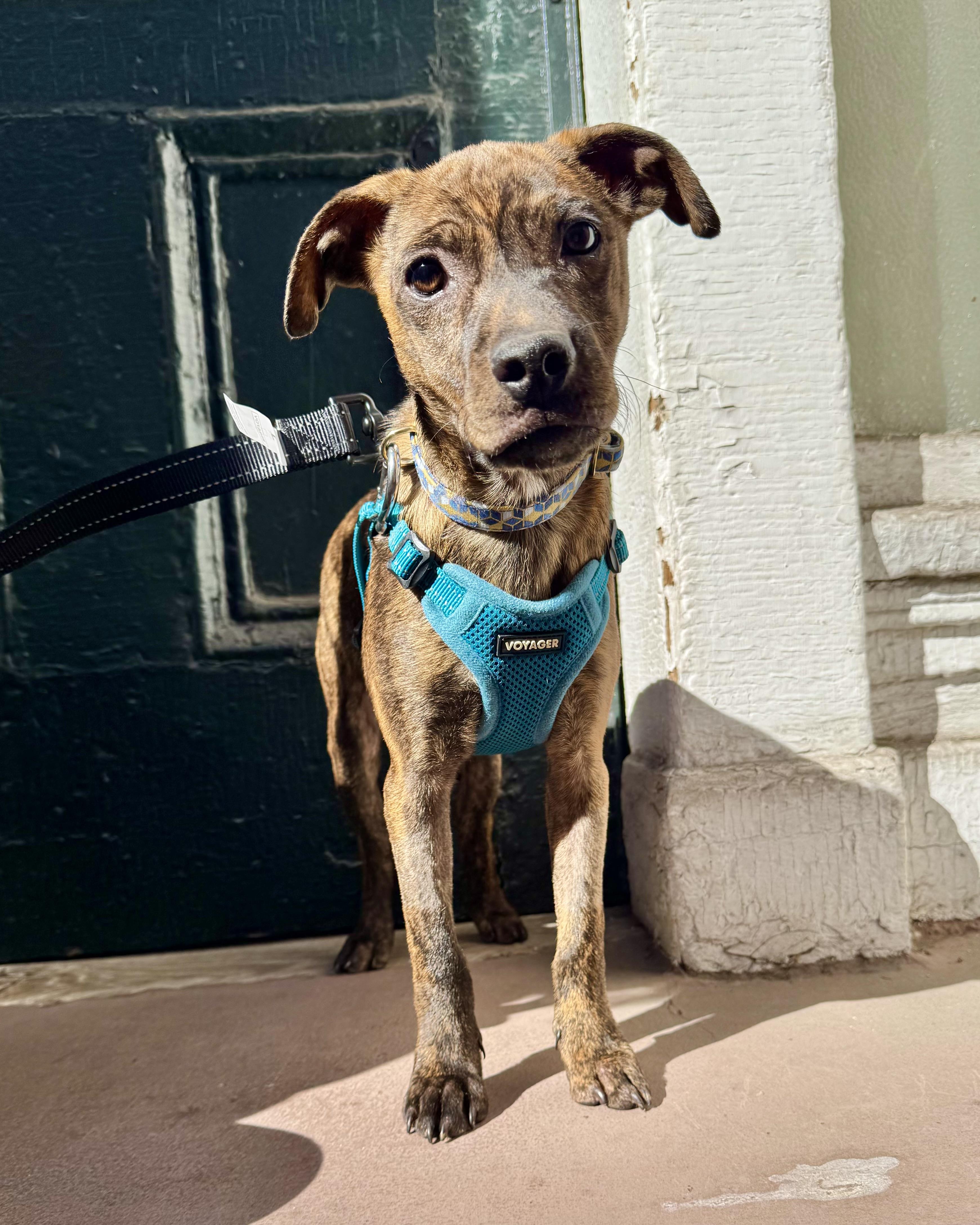 Enlarge Warlock, a Adoptable mixed breed in New York, NY image 1/4
