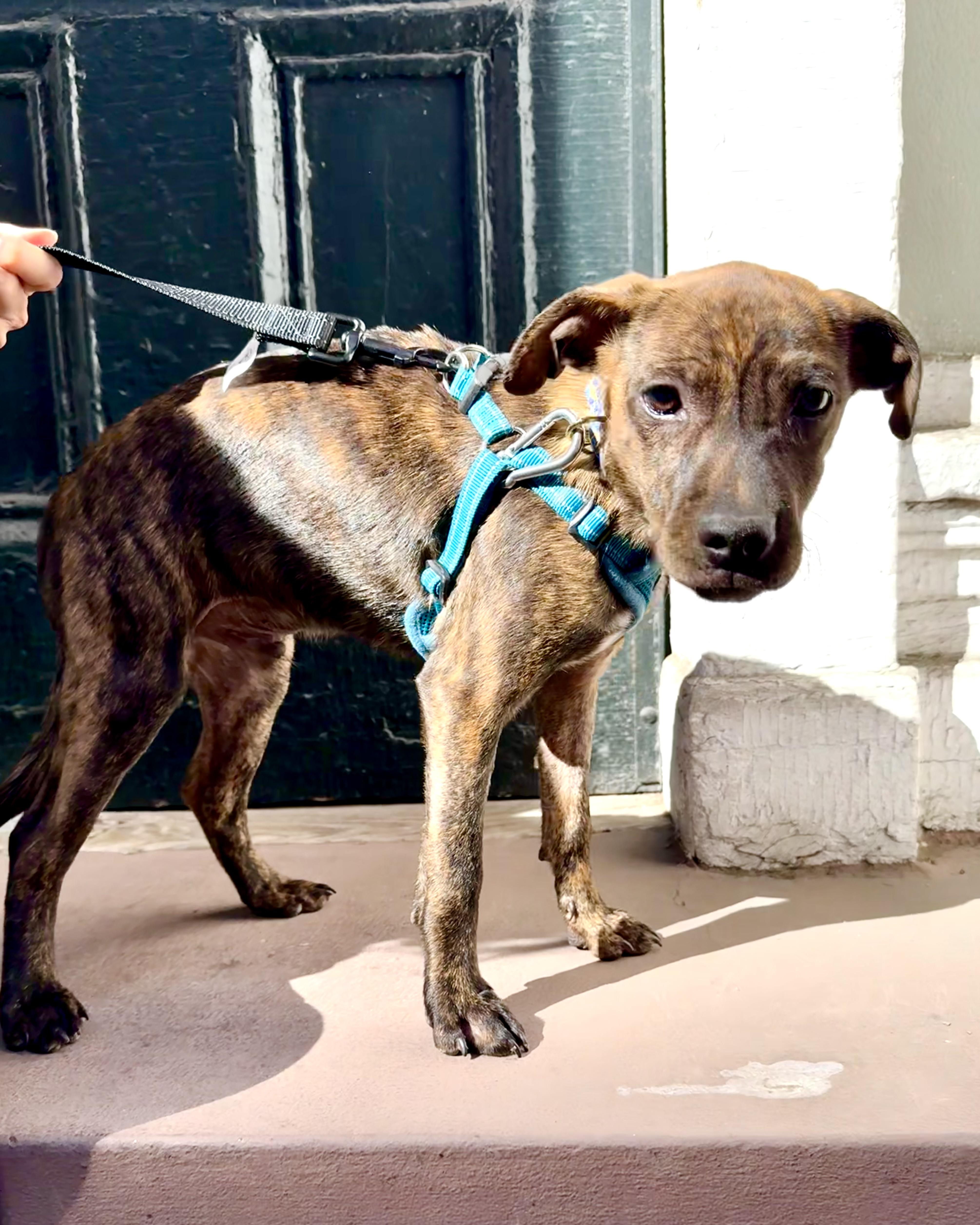 Enlarge Warlock, a Adoptable mixed breed in New York, NY image 2/4