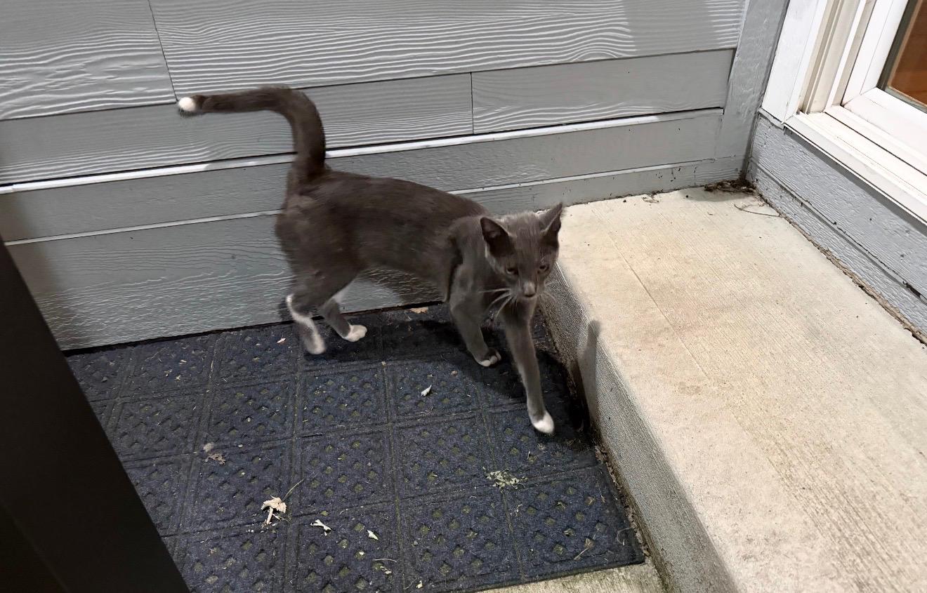Enlarge Alphonso, a Adopted Domestic Short Hair in Indianapolis, IN image 3/3