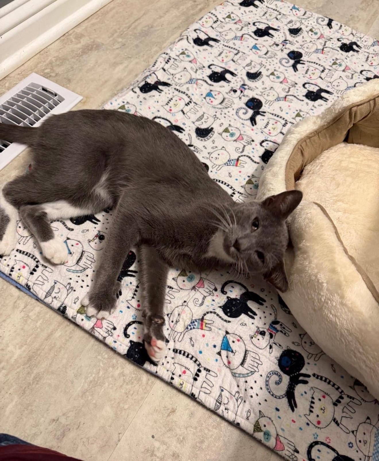 Enlarge Alphonso, a Adopted Domestic Short Hair in Indianapolis, IN image 2/3